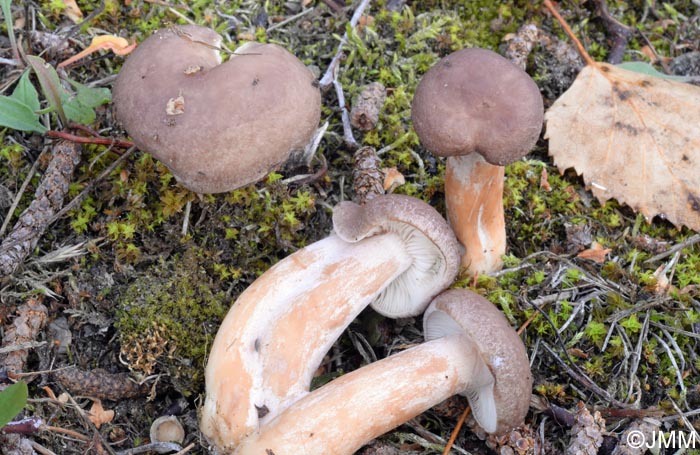  Lactarius pilatii = Lactarius moseri