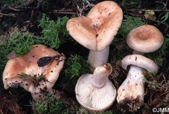 Lactarius musteus