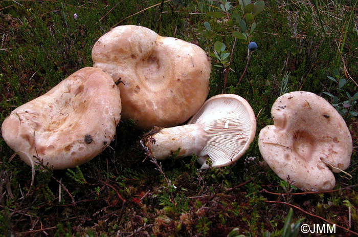 Lactarius musteus