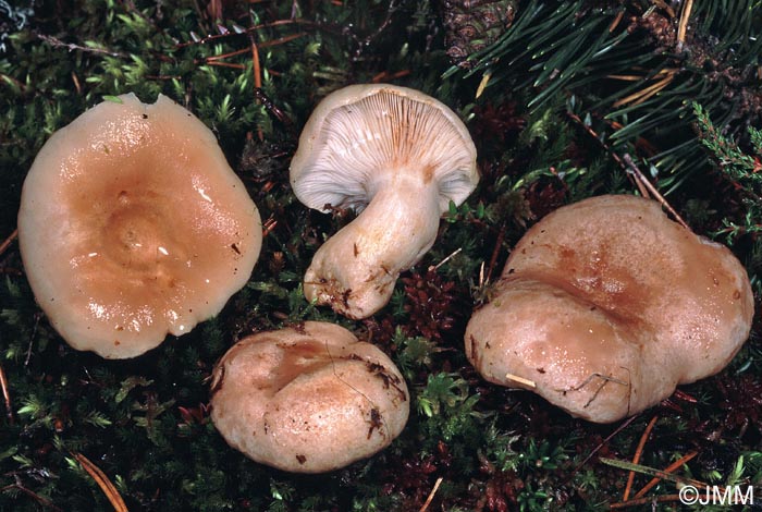 Lactarius musteus