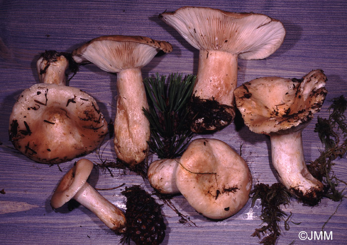 Lactarius musteus