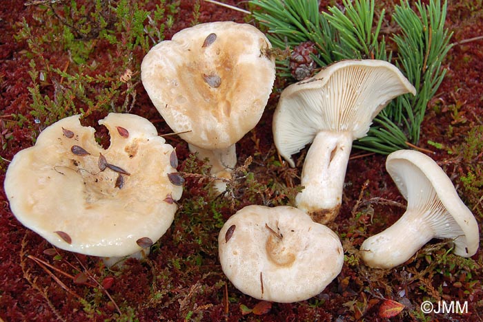 Lactarius musteus