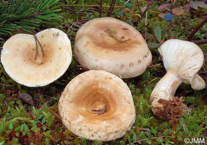 Lactarius musteus