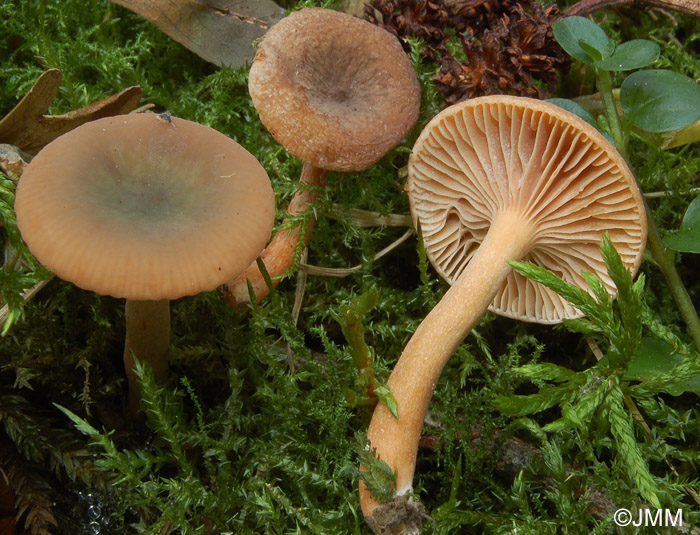 Lactarius obscuratus