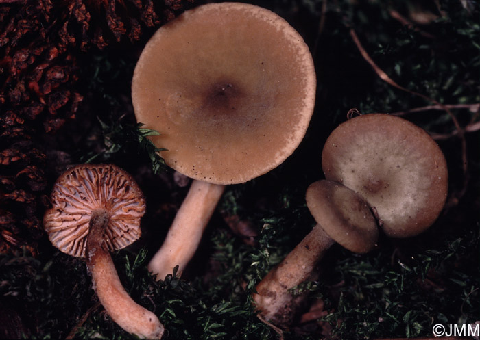 Lactarius obscuratus