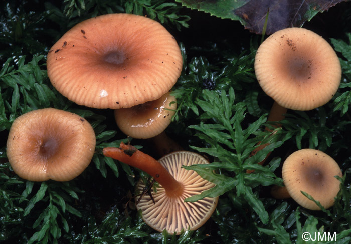 Lactarius obscuratus 