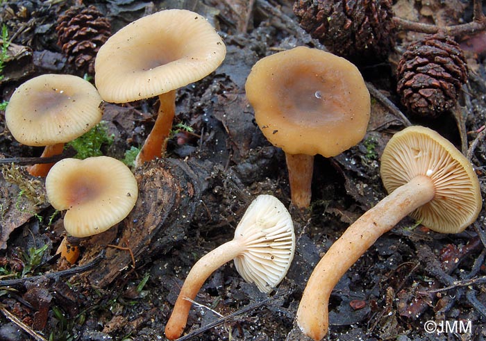 Lactarius obscuratus