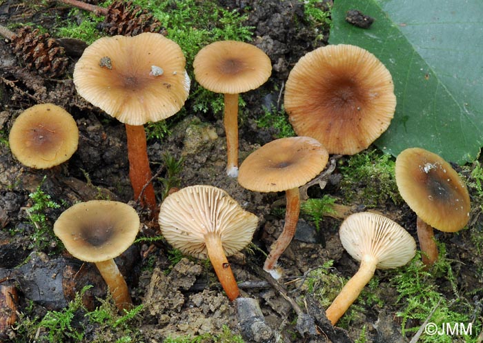 Lactarius obscuratus