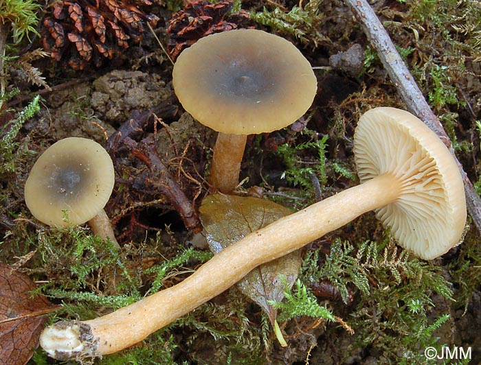 Lactarius obscuratus