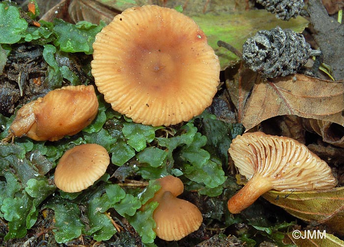 Lactarius obscuratus var. radiatus