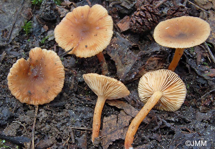 Lactarius obscuratus var. radiatus