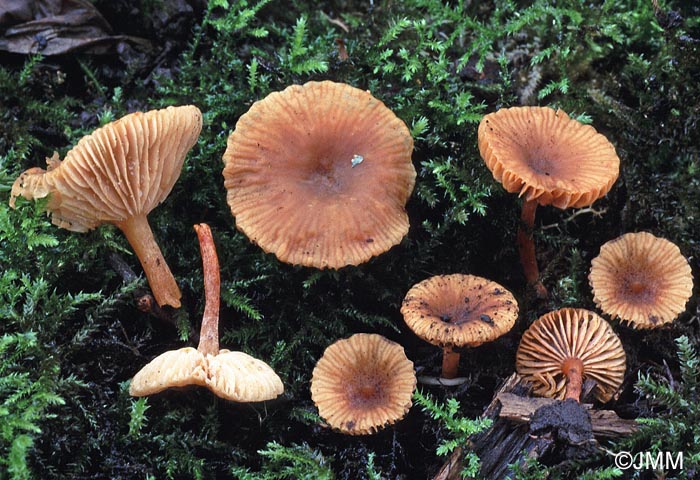 Lactarius obscuratus var. radiatus