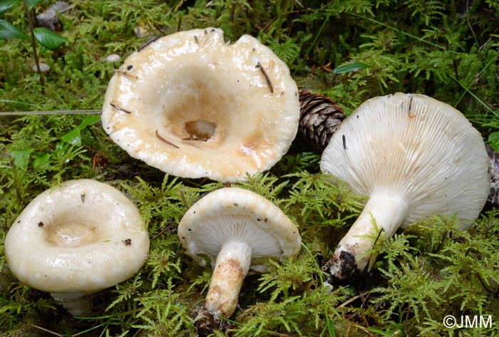 Lactarius olivinus