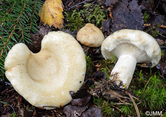 Lactarius olivinus