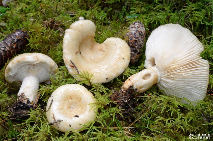 Lactarius olivinus