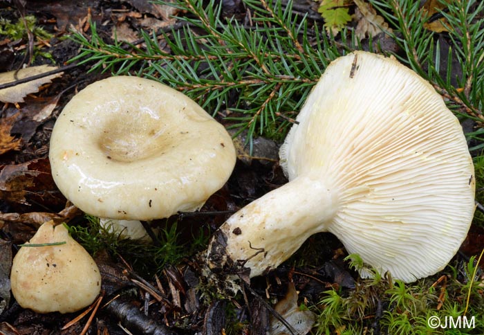 Lactarius olivinus