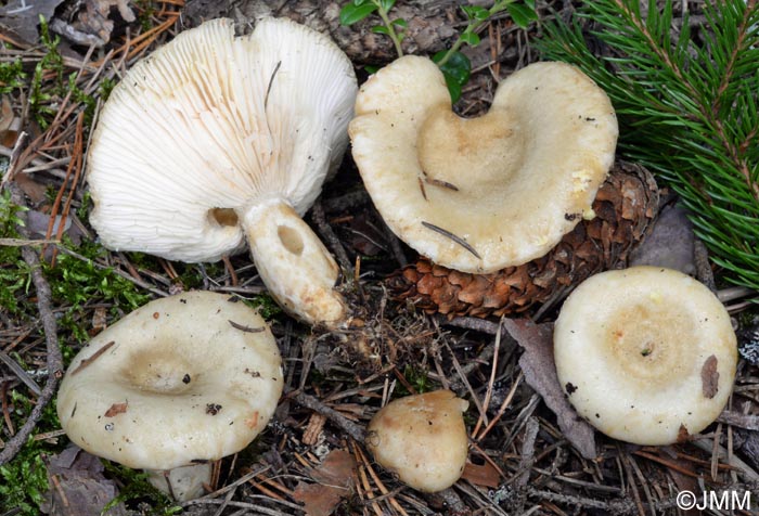 Lactarius olivinus