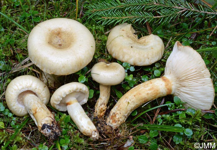 Lactarius olivinus