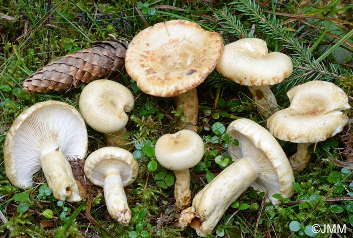 Lactarius olivinus