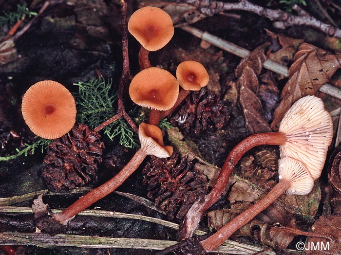 Lactarius omphaliformis