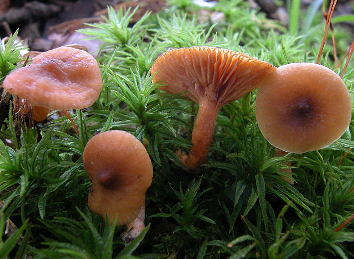 Lactarius omphaliformis