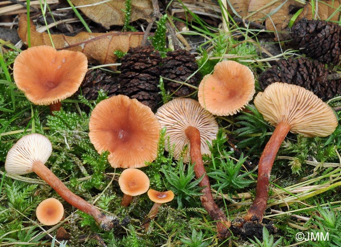 Lactarius omphaliformis