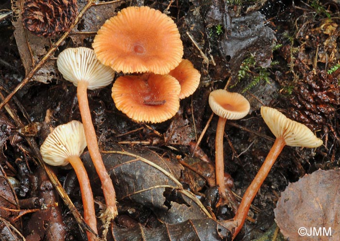 Lactarius omphaliformis