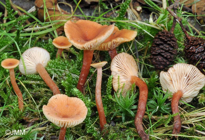 Lactarius omphaliformis