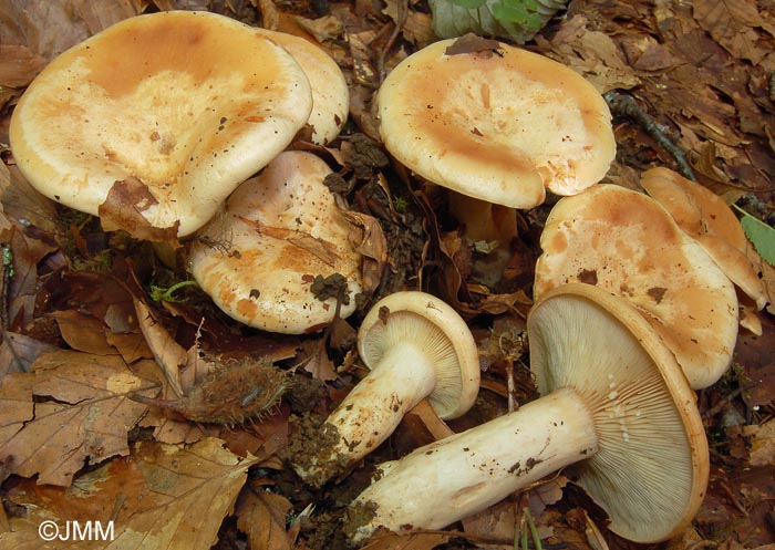 Lactarius pallidus