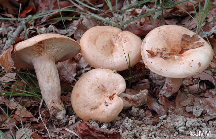 Lactarius pallidus