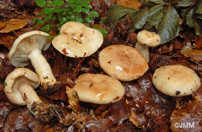 Lactarius pallidus