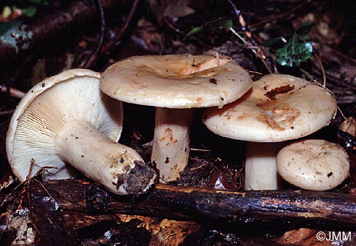 Lactarius pallidus