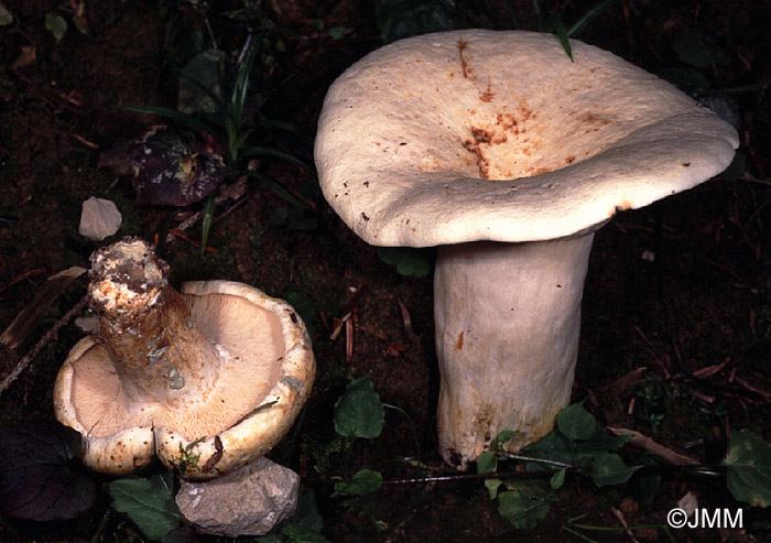 Lactarius pergamenus