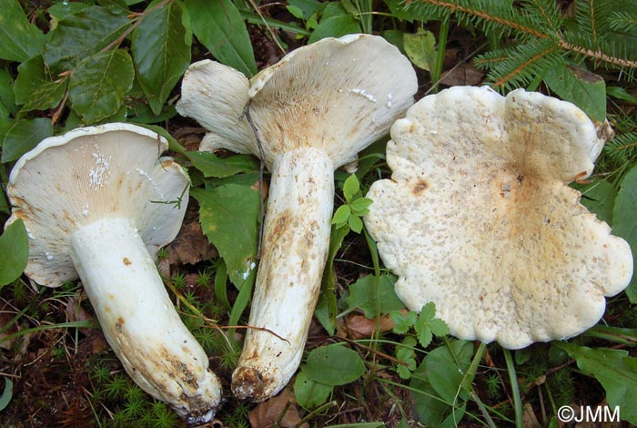 Lactarius pergamenus