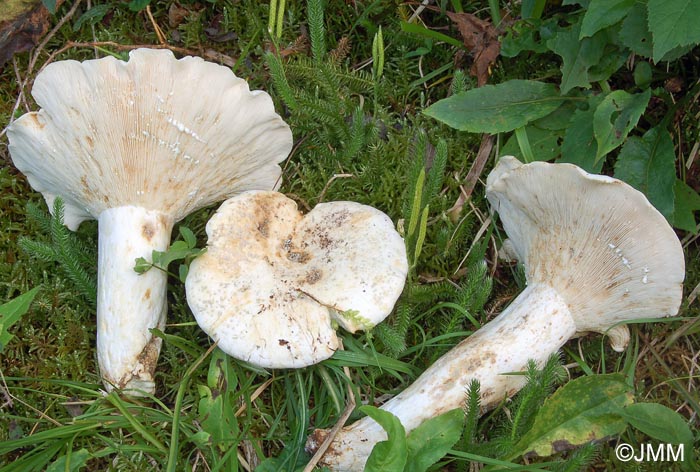 Lactarius pergamenus