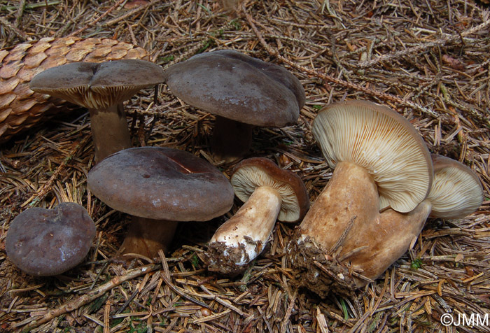 Lactarius picinus