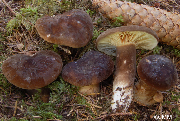 Lactarius picinus