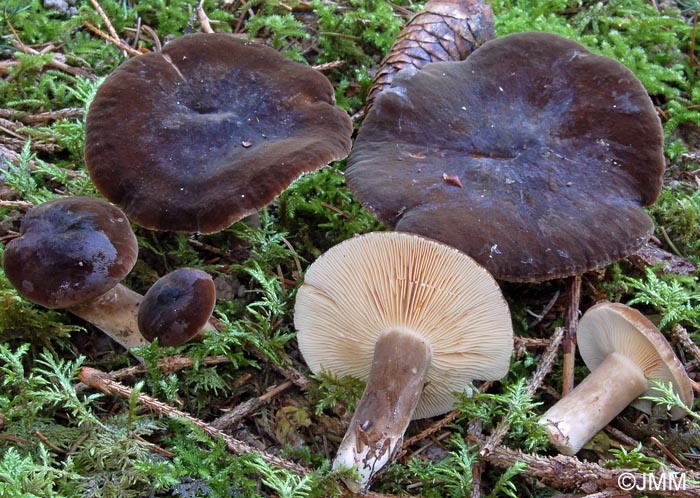 Lactarius picinus