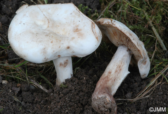 Lactarius picinus "forme blanche"