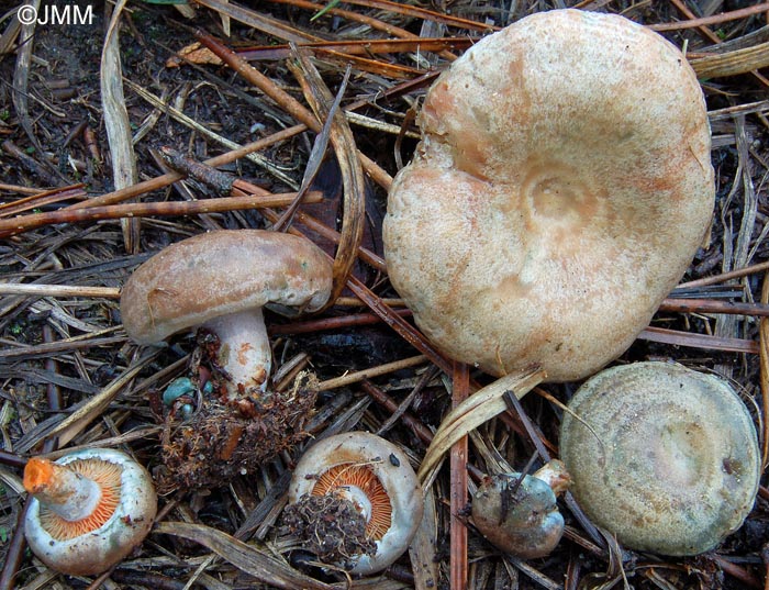 Lactarius pinastri