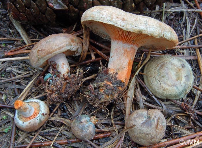 Lactarius pinastri