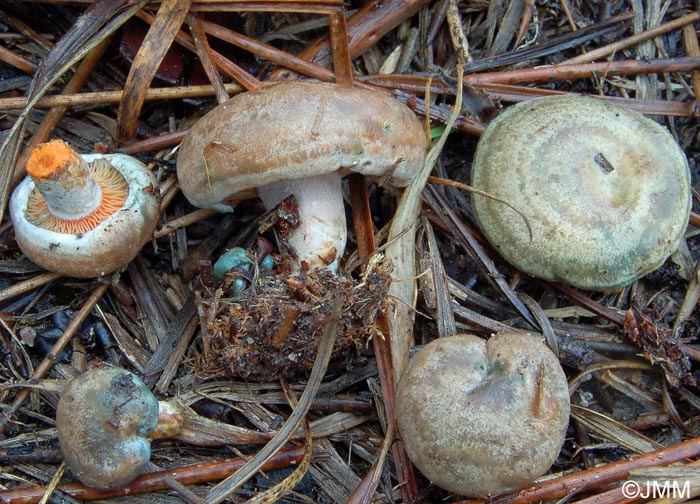 Lactarius pinastri