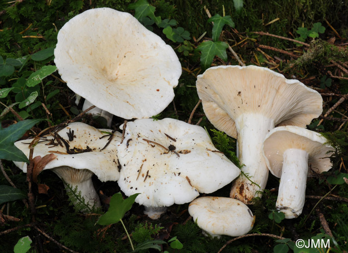 Lactarius piperatus