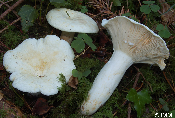 Lactarius piperatus