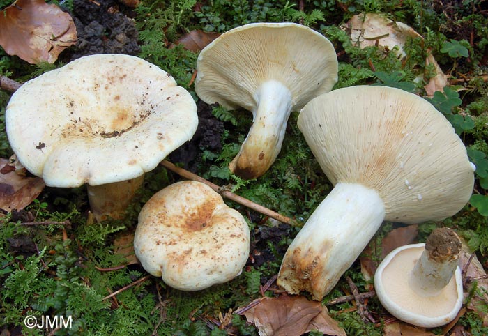 Lactarius piperatus