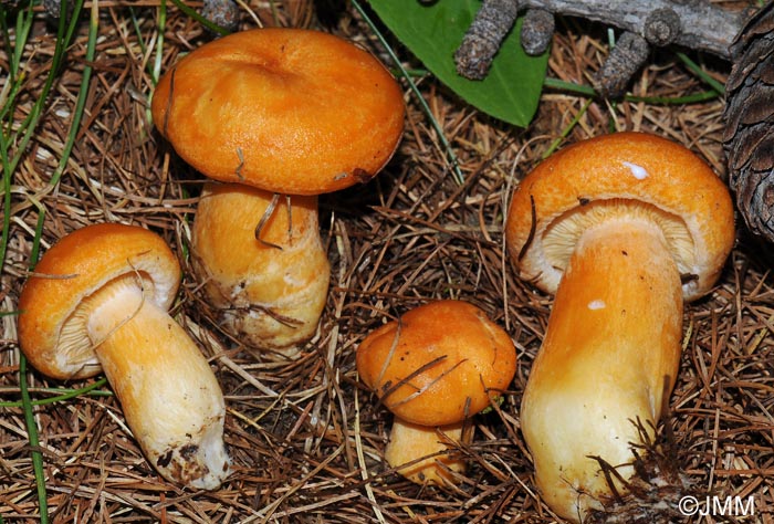 Lactarius porninsis