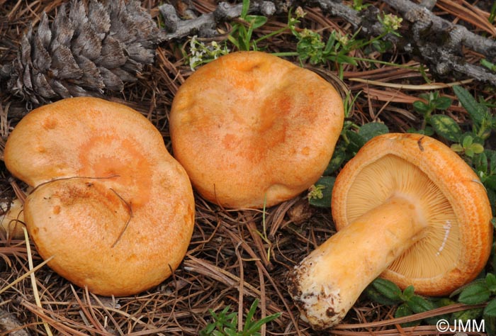 Lactarius porninsis