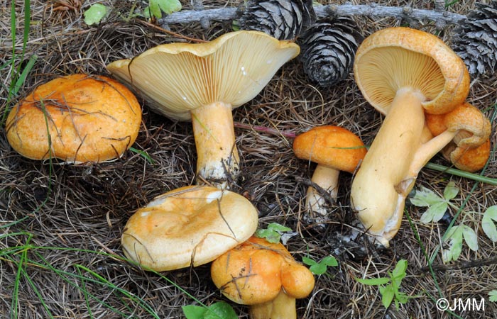 Lactarius porninsis