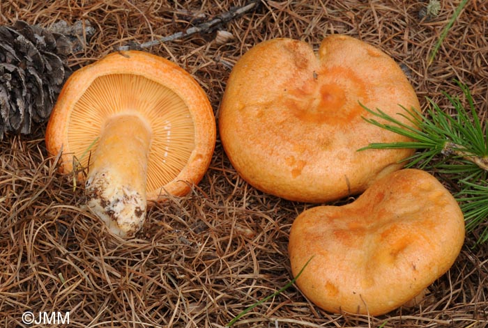 Lactarius porninsis