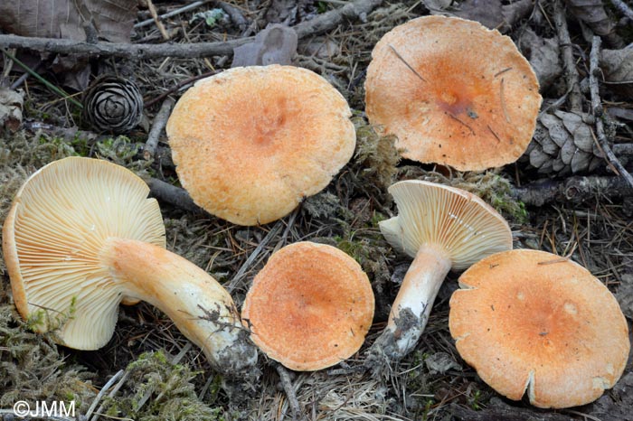 Lactarius porninsis